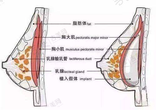 杨和强医生擅长的整形项目