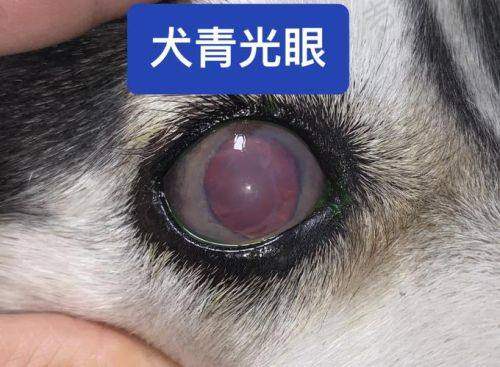 广州各爱尔眼科医院的特色手术项目一览