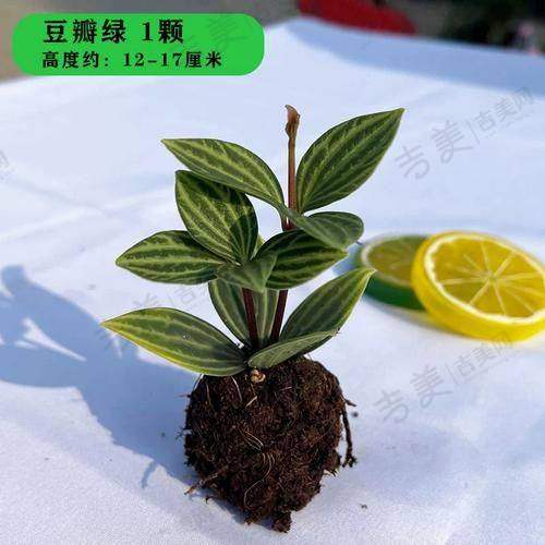 梁娜医生简历