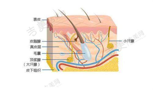 成都素美的技术水平怎么样？特色技术值得信赖