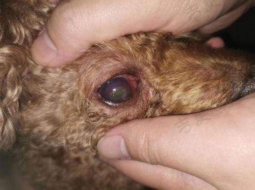 六、毫州爱尔眼科医院地址及乘车路线