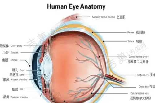 北京嘉禾医疗美容田秋梅院长鼻整形特色